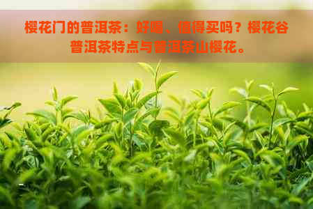 樱花门的普洱茶：好喝、值得买吗？樱花谷普洱茶特点与普洱茶山樱花。