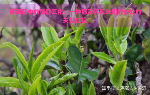 普洱茶中的酶促氧化：一种揭示其风味和健益处的关键过程