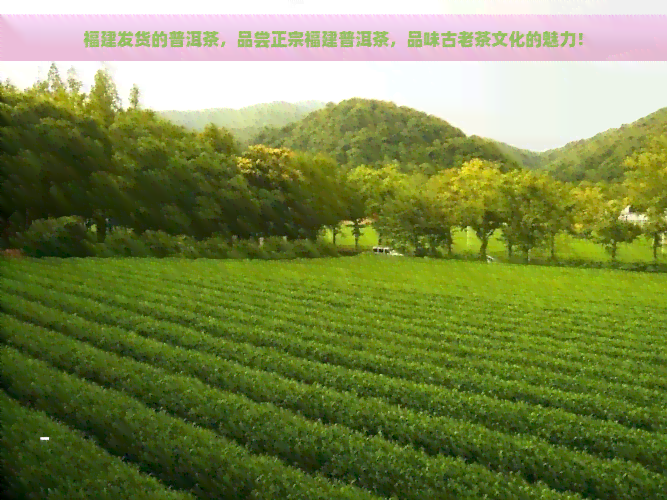 福建发货的普洱茶，品尝正宗福建普洱茶，品味古老茶文化的魅力！