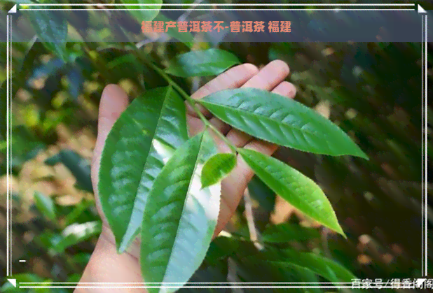 福建产普洱茶不-普洱茶 福建