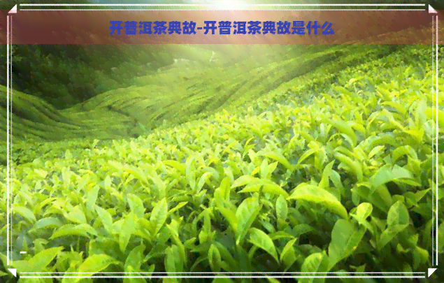 开普洱茶典故-开普洱茶典故是什么