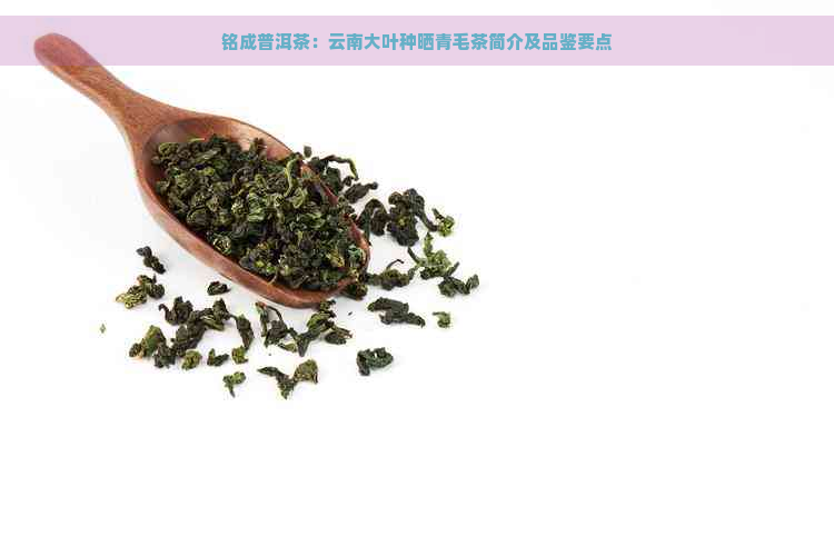 铭成普洱茶：云南大叶种晒青毛茶简介及品鉴要点