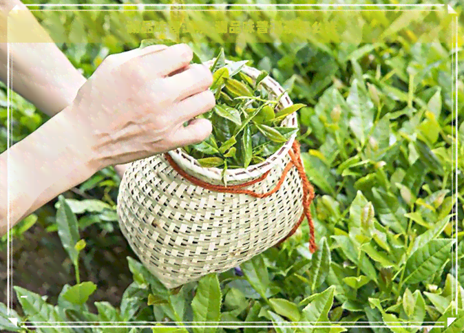 澜品味普洱茶-澜品味普洱茶怎么样