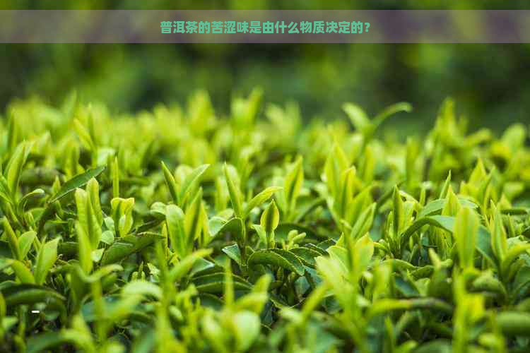 普洱茶的苦涩味是由什么物质决定的？