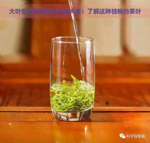 大叶普洱茶图片高清欣大全：了解这种独特的茶叶