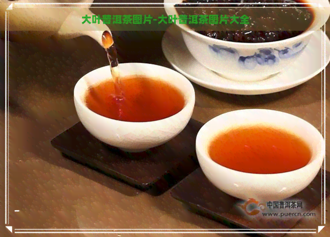 大叶普洱茶图片-大叶普洱茶图片大全