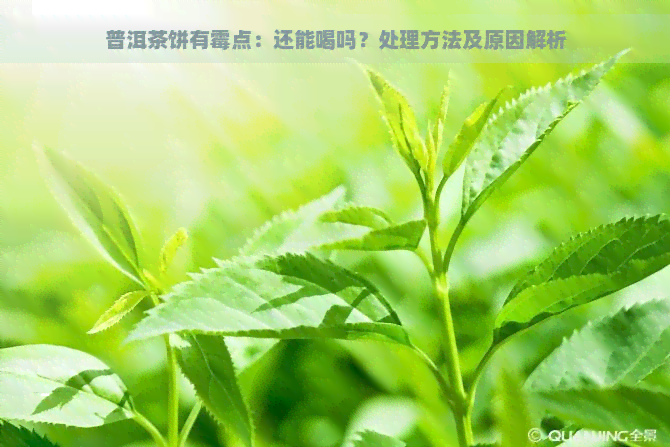 普洱茶饼有霉点：还能喝吗？处理方法及原因解析