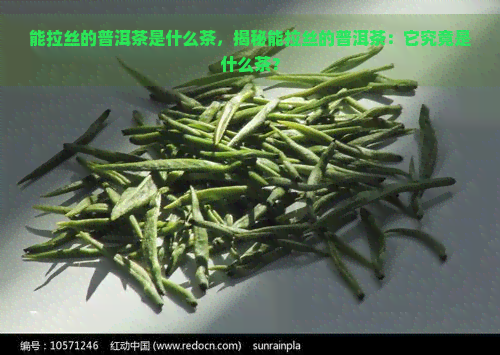 能拉丝的普洱茶是什么茶，揭秘能拉丝的普洱茶：它究竟是什么茶？