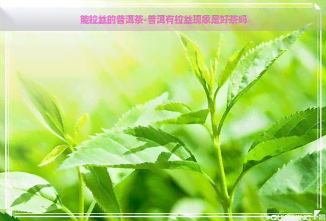 能拉丝的普洱茶-普洱有拉丝现象是好茶吗