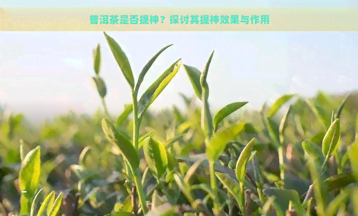 普洱茶是否提神？探讨其提神效果与作用