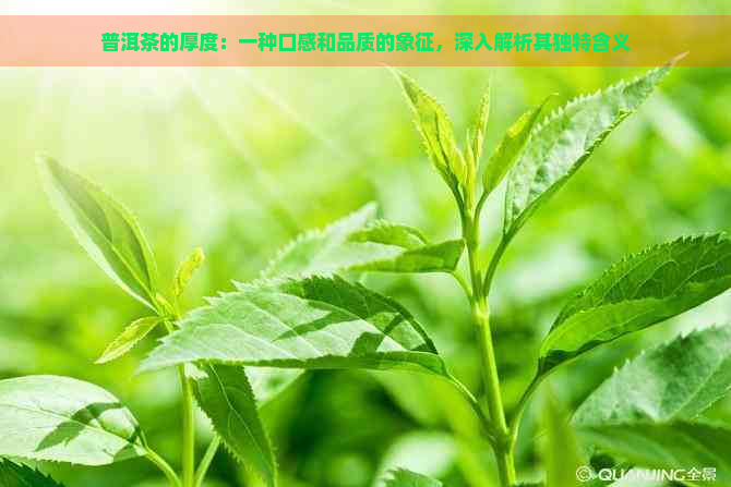 普洱茶的厚度：一种口感和品质的象征，深入解析其独特含义