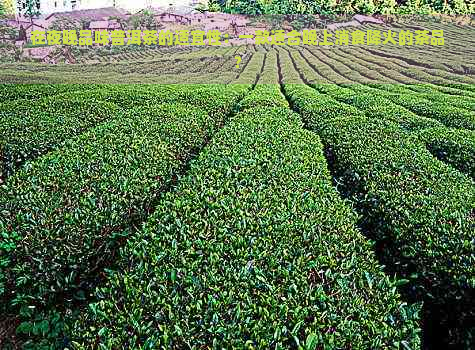 在夜晚品味普洱茶的适宜性：一款适合晚上消食降火的茶品？