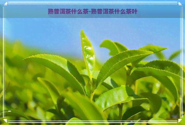 熟普洱茶什么茶-熟普洱茶什么茶叶