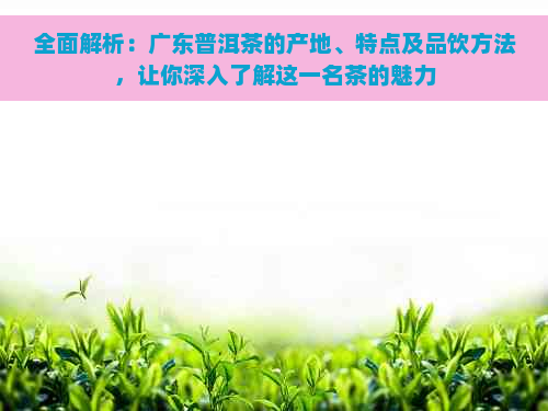 全面解析：广东普洱茶的产地、特点及品饮方法，让你深入了解这一名茶的魅力