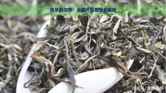 雪茶的功效：从图片到禁忌全解析