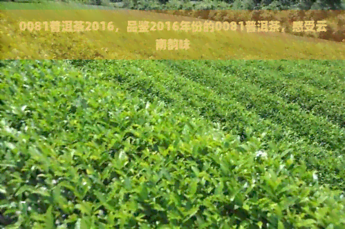 0081普洱茶2016，品鉴2016年份的0081普洱茶，感受云南韵味