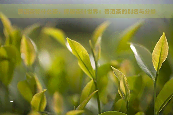 普洱茶称什么茶，探秘茶叶世界：普洱茶的别名与分类