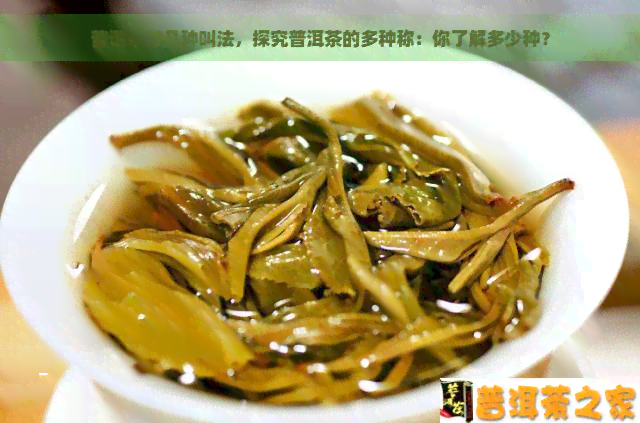 普洱茶有几种叫法，探究普洱茶的多种称：你了解多少种？