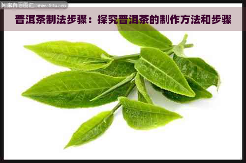 普洱茶制法步骤：探究普洱茶的制作方法和步骤