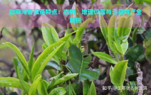 勐麻河普洱茶特点：古树、地理位置与云县特产全解析