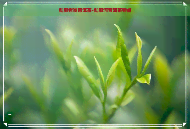 勐麻老寨普洱茶-勐麻河普洱茶特点