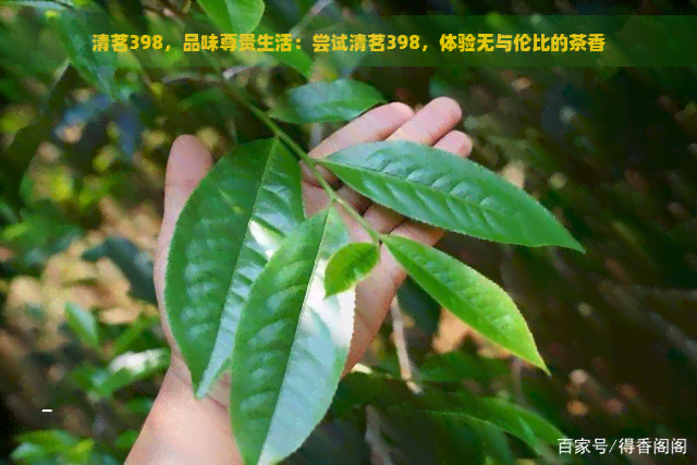 清茗398，品味尊贵生活：尝试清茗398，体验无与伦比的茶香