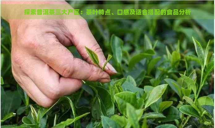 探索普洱茶三大产区：茶叶特点、口感及适合搭配的食品分析