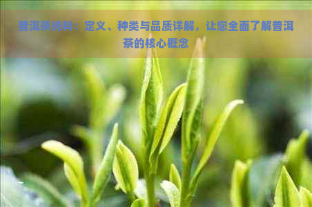 普洱茶纯料：定义、种类与品质详解，让您全面了解普洱茶的核心概念