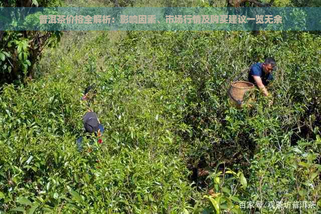 普洱茶价格全解析：影响因素、市场行情及购买建议一览无余