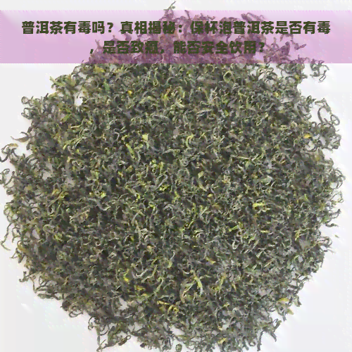 普洱茶有吗？真相揭秘：保杯泡普洱茶是否有，是否致癌，能否安全饮用？