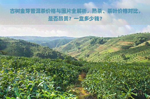 古树金芽普洱茶价格与图片全解析，熟茶、茶叶价格对比，是否昂贵？一盒多少钱？