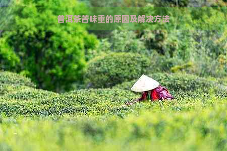 普洱茶苦味重的原因及解决方法