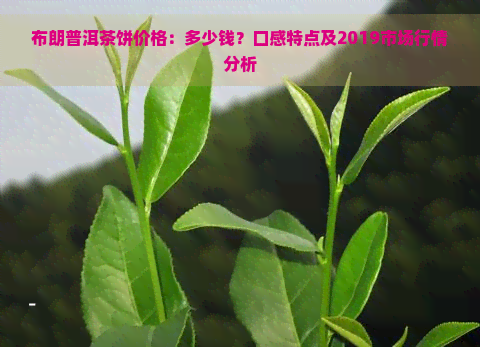 布朗普洱茶饼价格：多少钱？口感特点及2019市场行情分析