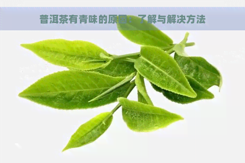 普洱茶有青味的原因：了解与解决方法