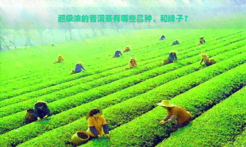 超级浓的普洱茶有哪些品种、和牌子？