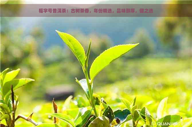 福字号普洱茶：古树茶香，年份精选，品味醇厚，健之选