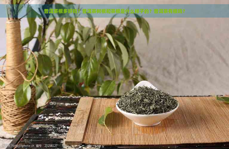 普洱茶根多好吗？普洱茶树根和茶根是什么样子的？普洱茶有根吗？