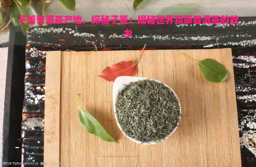 子箐普洱茶产地，探秘子箐：揭秘世界顶级普洱茶的故乡