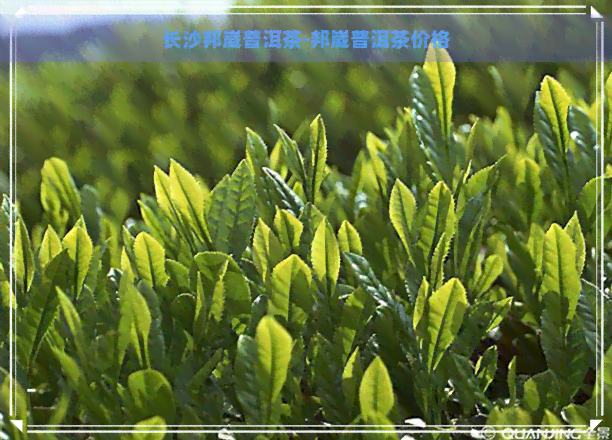 长沙邦崴普洱茶-邦崴普洱茶价格