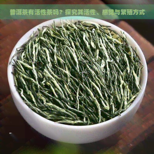 普洱茶有活性茶吗？探究其活性、感觉与繁殖方式