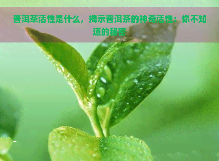 普洱茶活性是什么，揭示普洱茶的神奇活性：你不知道的秘密