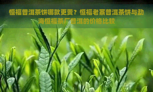 恒福普洱茶饼哪款更贵？恒福老寨普洱茶饼与勐海恒福茶厂普洱的价格比较