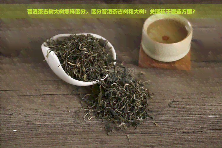 普洱茶古树大树怎样区分，区分普洱茶古树和大树：关键在于哪些方面？