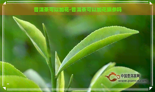 普洱茶可以加花-普洱茶可以加花旗参吗