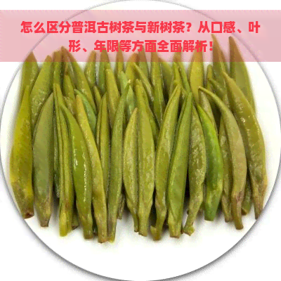 怎么区分普洱古树茶与新树茶？从口感、叶形、年限等方面全面解析！