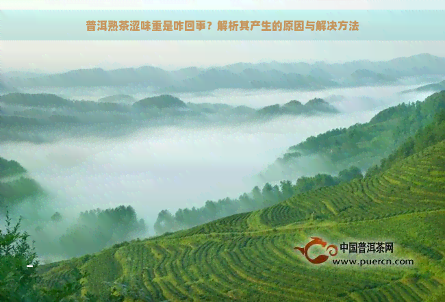 普洱熟茶涩味重是咋回事？解析其产生的原因与解决方法