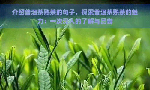 介绍普洱茶熟茶的句子，探索普洱茶熟茶的魅力：一次深入的了解与品尝