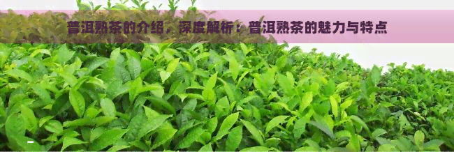 普洱熟茶的介绍，深度解析：普洱熟茶的魅力与特点