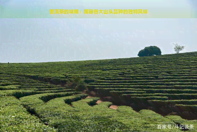 普洱茶的味精：揭秘各大山头品种的独特风味