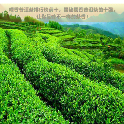 糯香普洱茶排行榜前十，揭秘糯香普洱茶的十强，让你品味不一样的茶香！